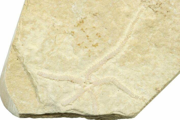 Jurassic Brittle Star Fossil - Solnhofen #242243